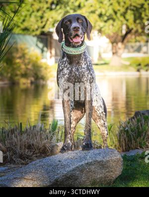 German short hair pointer dog by a point posing for a portrait on a rock Stock Photo