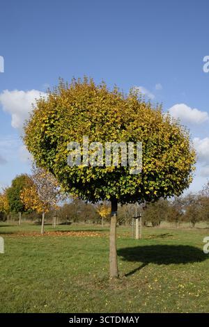 Botanische Aufnahme von Acer campestre ('Nanum') (Feldahorn). Botanical photograph of Acer campestre ('Nanum') (field maple). Stock Photo