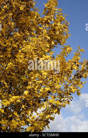 Botanische Aufnahme von Acer campestre ('Queen Elizabeth') (Feldahorn). Botanical photograph of Acer campestre ('Queen Elizabeth') (field maple). Stock Photo