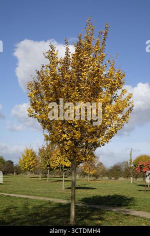 Botanische Aufnahme von Acer campestre ('Queen Elizabeth') (Feldahorn). Botanical photograph of Acer campestre ('Queen Elizabeth') (field maple). Stock Photo