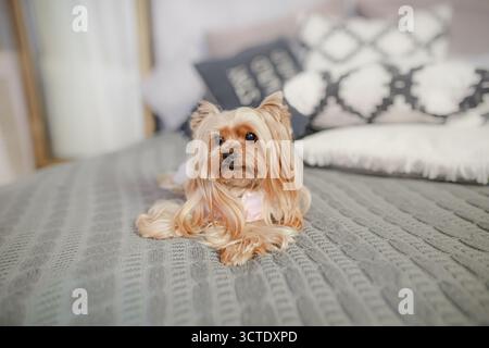 Yorkshire terrier with silky fur wearing pink outfit resting gracefully on gray knitted blanket indoors. Stock Photo