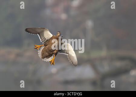 Front close up of wild female mallard duck (Anas platyrhynchos) flying in midair, coming in to land on UK open water below; copy space to right of bird. Stock Photo