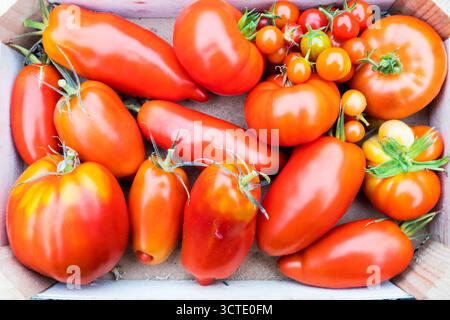 A harvest of home-grown tomatoes. Gardener's Delight cherry tomatoes, San Marzano and Marmande tomatoes. Stock Photo