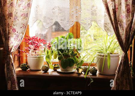 Wooden window with potted plants and lace curtains. Cozy home interior with natural light. Domestic life and green indoor decoration concept. Stock Photo