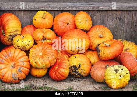 Pumpkins harvest stacked in wooden crate. Orange squash assortment during autumn season. Rural farm produce and fall agriculture concept. Stock Photo