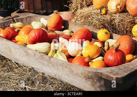 Wooden crate filled with colorful pumpkins and gourds on straw background. Autumn harvest concept and organic vegetables from farm garden. Stock Photo