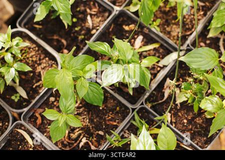 Young green seedlings growing in plastic pots closeup. Gardening and plant cultivation concept with fresh herbs in nursery trays. Stock Photo