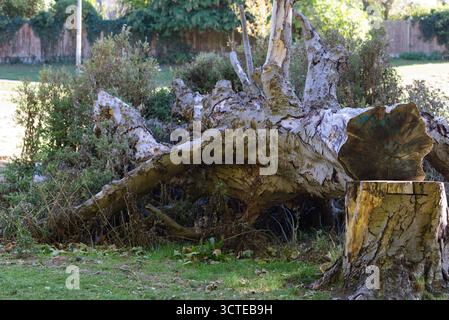 Tree which has been cut down laying on the ground with the stump in the foreground Stock Photo