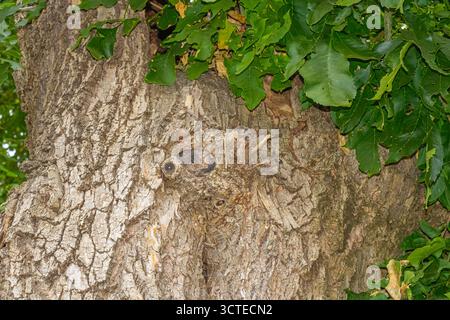 Detailed view of a thick tree trunk with cracked bark and leafy branches, showing natural patterns that resemble an owl face, blending into its woodla Stock Photo