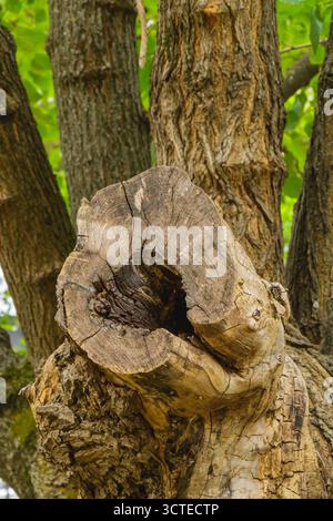 Detailed view of an aged tree stump with cracked bark and hollow center, showing natural decay and resilience, surrounded by tall trunks and green fol Stock Photo