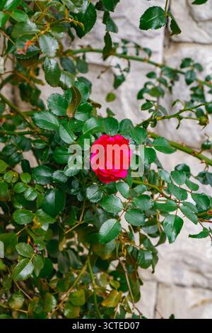 Close-up of a red rose in full bloom on a leafy stem, captured against a stone wall background, symbolizing love, beauty, and growth in a serene garde Stock Photo