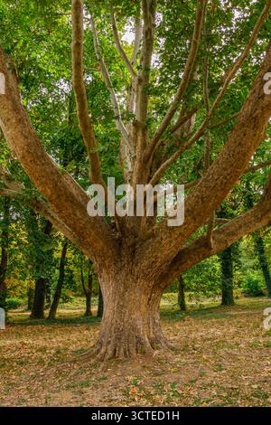 A broad tree with a thick trunk and strong branches spreading widely in a peaceful park, surrounded by greenery and fallen leaves, representing endura Stock Photo