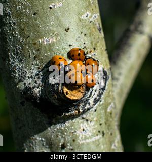 Ladybugs in the fall Stock Photo