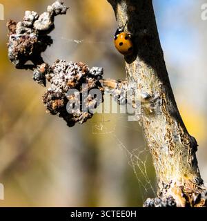 Ladybugs in the fall Stock Photo