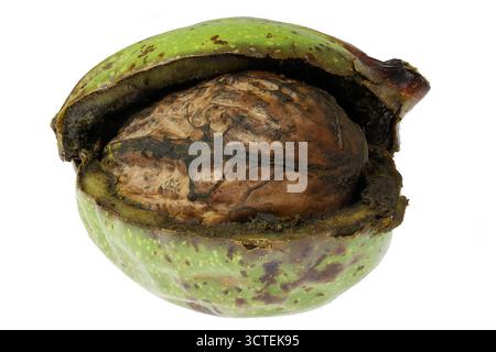 walnut in green husk isolated on white background Stock Photo