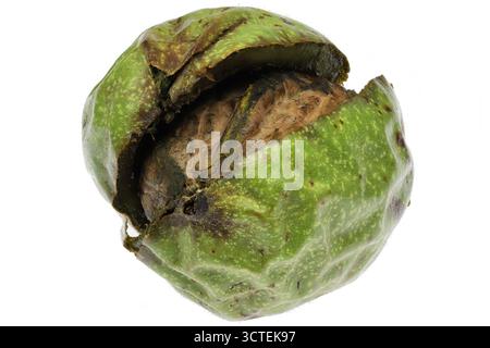 walnut in green husk isolated on white background Stock Photo
