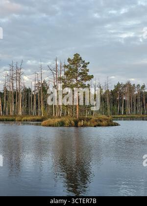 A single, resilient pine tree stands on a small island in the middle of a tranquil bog lake. The calm, dark water perfectly reflects the solitary tree. Stock Photo