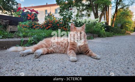 Bathed in the golden light of the late afternoon, this charming fluffy ginger cat seems completely at ease, looking directly at the camera. Stock Photo