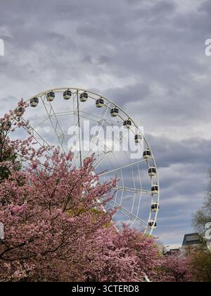 A beautiful spring scene in Riga, Latvia, where a large Ferris wheel is framed by the delicate pink blossoms of a blooming cherry (sakura) tree. Stock Photo