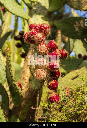 Ripe prickly pear fruits growing on Opuntia cactus. Edible plant with vibrant colors and sharp spines, native to dry, warm regions. Close up botanical Stock Photo