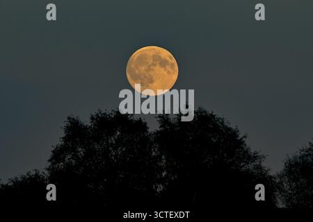 ‘Hunter’s Moon’ full moon, supermoon, rising over treetops in the New Forest, UK, October 2025. Stock Photo