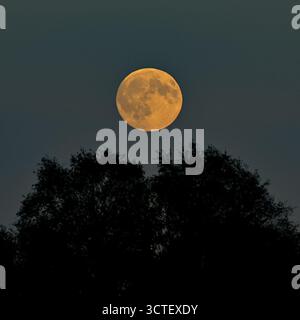 ‘Hunter’s Moon’ full moon, supermoon, rising over treetops in the New Forest, UK, October 2025. Stock Photo
