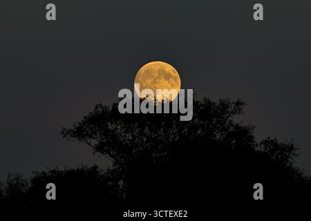 ‘Hunter’s Moon’ full moon, supermoon, rising over treetops in the New Forest, UK, October 2025. Stock Photo