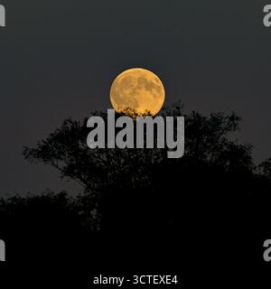 ‘Hunter’s Moon’ full moon, supermoon, rising over treetops in the New Forest, UK, October 2025. Stock Photo