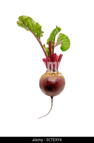 Beetroot isolated. Beetroot with leaves, fresh whole beet isolated on white background Stock Photo