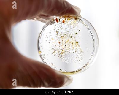 A laboratory researcher wearing protective gloves holding a petri dish with a experiment sample to the light for visual examination. Stock Photo