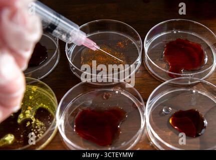 A close up of a laboratory researcher using a syringe to inject samples into petri dishes arranged in rows on a table top. Stock Photo