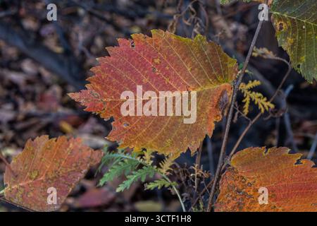 Autumn leaves in forest. Colorful autumn leaves in forest Stock Photo