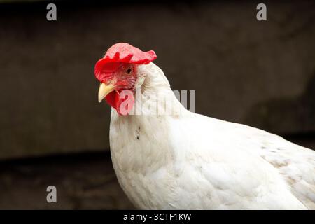 White leghorn hen, profile photo, looking into the camera Stock Photo