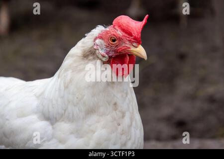 White leghorn hen, profile photo from aside Stock Photo