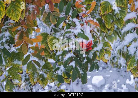 Red rowan berries under first snow in autumn forest Stock Photo