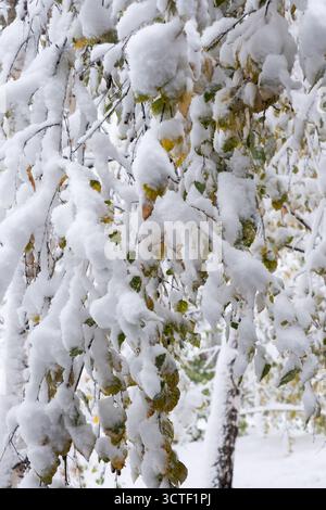 Snow on branches birch tree in forest Stock Photo