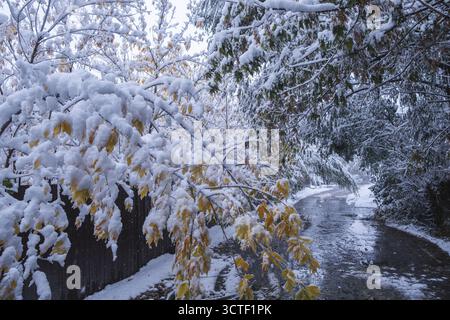 Snow covered tree branches in winter park. Beautiful natural background Stock Photo