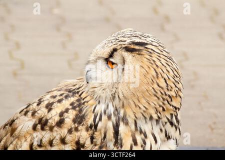 Portrait of an oohoo owl or eagle owl. This beautiful bird of prey is also called a Bubo Bubo Stock Photo