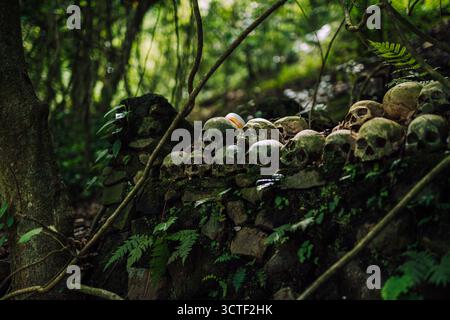 View of a mossy stone wall adorned with human skulls, set amidst the lush greenery of a forest cemetery, Trunyan Village, Bali, Indonesia. Stock Photo