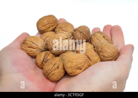 Close-up of a pile of whole unshelled walnuts held in cupped hands against a white background Stock Photo