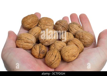Close-up of a pile of whole unshelled walnuts held in cupped hands against a white background Stock Photo