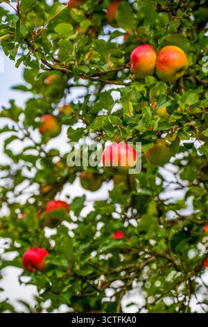 Ripe Red and Yellow Apples Hanging on a Branch in a Lush Green Orchard Stock Photo