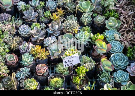 various succulent plants on sale in Baguio market, with price tag 3 for 100 peso. Philippines Stock Photo