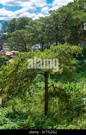 Camp John Hay in Baguio City, Philippines, known for its pine trees Stock Photo
