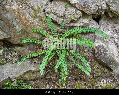 Closeup view of wild green asplenium trichomanes aka maidenhair spleenwort fern growing on old dry stone wall Stock Photo