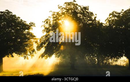 Sunlight streaming through trees on a misty morning at sunrise Stock Photo