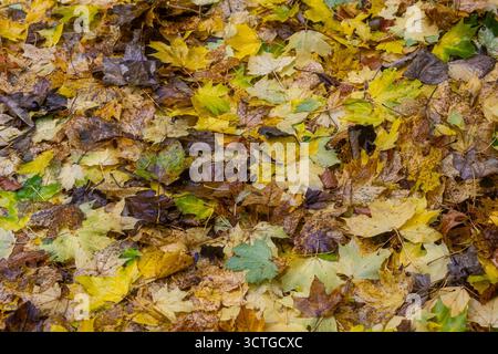 Fallen autumn leaves in shades of yellow and brown covering the ground Stock Photo