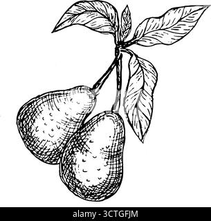 Hand drawn vector avocado clip art. Two avocado fruits on branch in vintage linear style. Composition of tropical vegetable for packaging, wrapping is Stock Vector