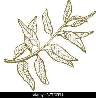 Olive tree hand engraving isolated illustration Stock Vector Image ...