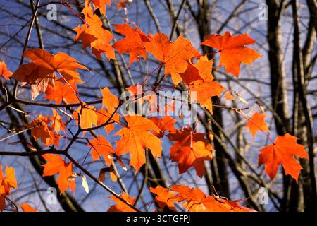 Orange Sugar Maple leaves (Acer saccharum) leaves clinging to a tree in late autumn, fall colors Stock Photo